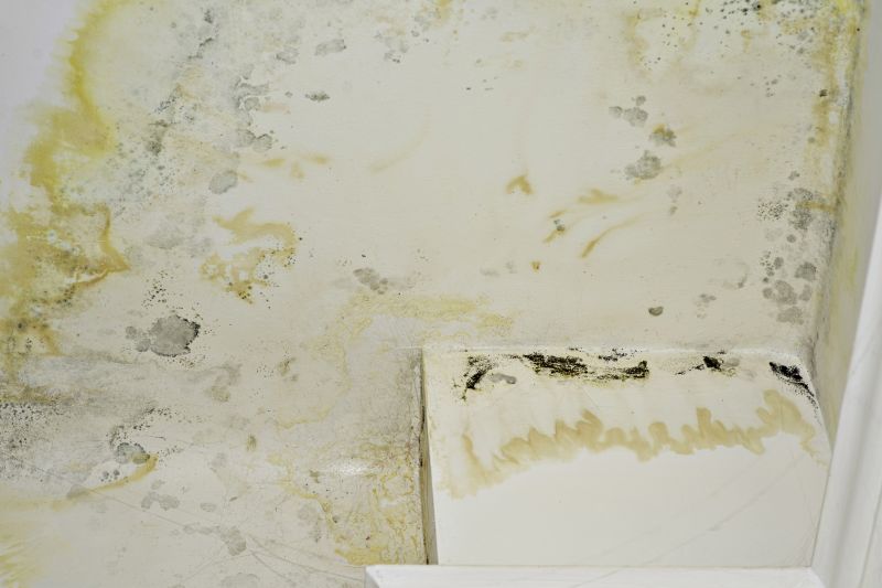 Attic Mold Removal in West Palm Beach, FL