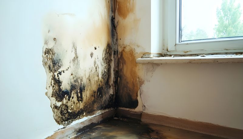 Crawl Space Mold Removal in Fort Worth, TX