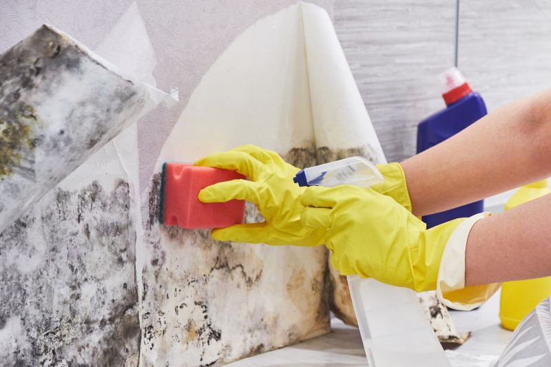 Mold Remediation Service in Dallas, TX