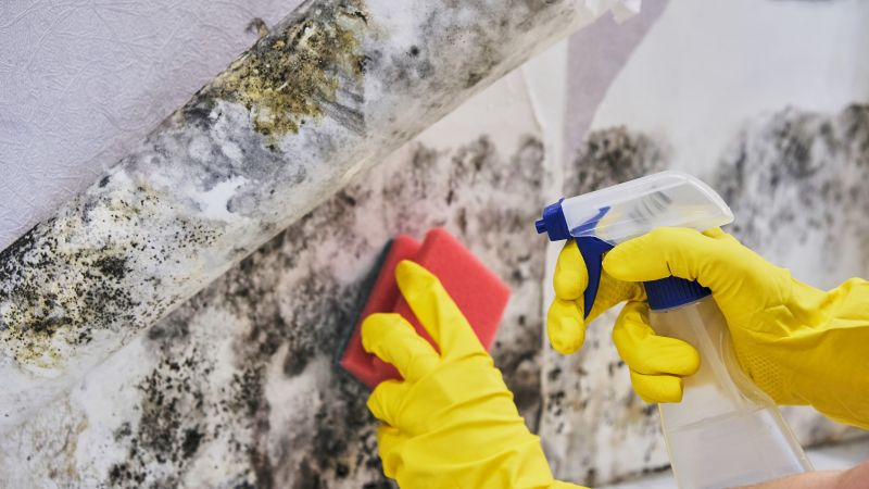 Mold Restoration in West Palm Beach, FL