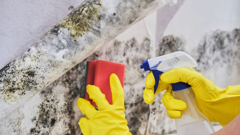 Mold Treatment Service in Broward County, FL