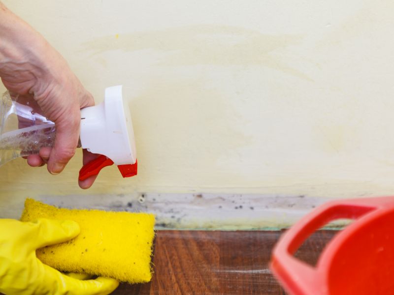 Mold Treatment Service in West Palm Beach, FL